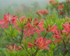 Tapeta Nature Flowers 202.jpg